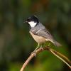 Coal Tit